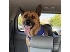 Adopt Jack a German Shepherd Dog
