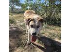 Adopt Bear a Labrador Retriever