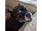 Adopt Nacho a Pit Bull Terrier