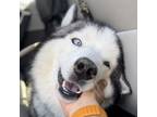 Adopt Kody a Siberian Husky