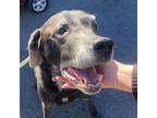 Adopt Granite a Black Labrador Retriever