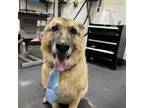 Adopt Bucky a German Shepherd Dog