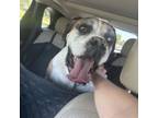 Adopt Sargent a Boxer