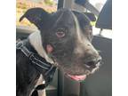 Adopt Romeo a Pit Bull Terrier
