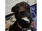 Adopt Milton aka Slim a Black Labrador Retriever