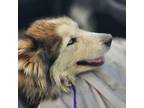 Adopt Grizzly a Husky