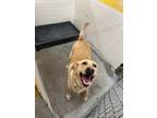 Adopt Marley a Mixed Breed