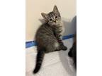 Adopt Cocoa Pebbles a Domestic Short Hair, Tabby