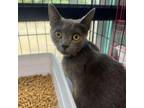 Adopt Mamba a Domestic Short Hair