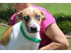 Adopt Mavis 40090 a Husky, Labrador Retriever