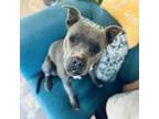 Adopt Bebe a Pit Bull Terrier