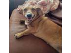 Adopt Ethel a Dachshund