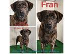Adopt Fran a Mixed Breed