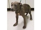 Adopt Yvonne a Labrador Retriever, Terrier