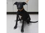 Adopt Vanessa a Labrador Retriever