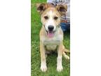 Adopt Laika a Husky