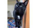 Adopt Mavis a Domestic Short Hair