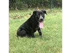Adopt Marie a Australian Cattle Dog / Blue Heeler