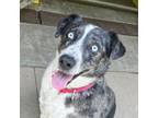 Adopt Tilly a Australian Shepherd