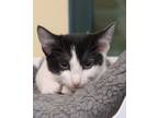 Adopt Seashell a Domestic Short Hair
