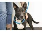 Adopt Vee (Venus) a Pit Bull Terrier, Border Collie