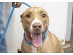 Adopt Ellie a Labrador Retriever