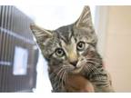 Adopt Chelsea a Domestic Short Hair, Tabby