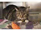 Adopt Shorty a Tabby, Domestic Short Hair