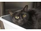 Adopt Bessie a Domestic Short Hair