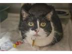 Adopt Pepper a Domestic Short Hair