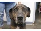 Adopt Bulger a Pit Bull Terrier