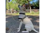 Adopt Peach (Courtesy Listing) a Terrier, Shepherd
