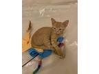 Adopt Sonic Lieutenant a Tabby, Domestic Short Hair