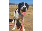 Adopt Allie a Pointer