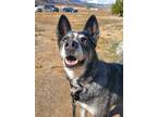 Adopt Tamara a Husky