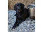 Adopt Abby a Pointer