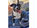 Adopt Penelope a Pit Bull Terrier