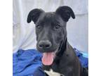 Adopt Artichoke a Mixed Breed