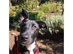 Adopt Alonte a Mixed Breed