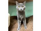 Adopt Fergalicious a Domestic Short Hair