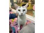 Adopt Toast a Domestic Short Hair