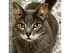 Adopt CHARRO a Abyssinian