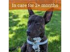 Adopt Darla a Pit Bull Terrier, Shepherd