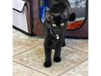 Adopt Falkor (Frannie) a Domestic Medium Hair