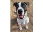 Adopt Lakey a Hound, Boxer