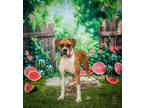 Adopt Sunkist a Boxer
