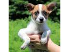 Adopt CT Ness a Cattle Dog, Feist