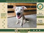 Adopt Buttercream a Mixed Breed