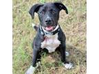 Adopt Marlin a Labrador Retriever