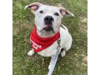 Adopt Dot a Mixed Breed